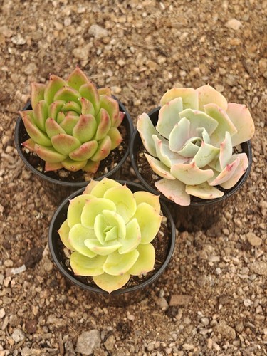 Echeveria succulent - 3,