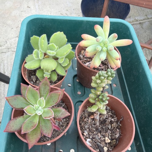 Mixed succulent collection - , of