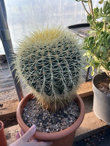Echinocactus grusonii - , —