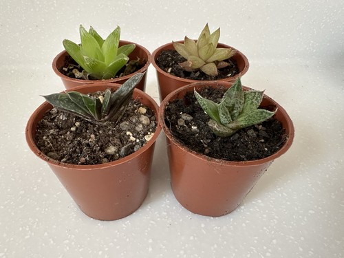 Succulent and cacti collection - succulent,