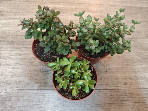 3pcs succulents mixed - succulents,