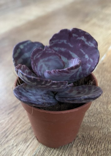 Kalanchoe humilis dessert - kalanchoe, ‘dessert