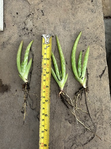 Bare root aloe - root,