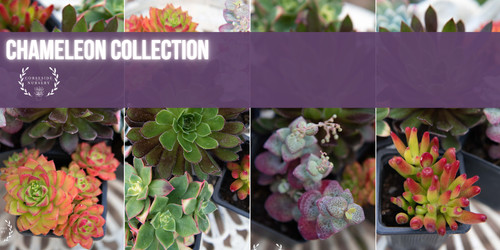 Succulent chameleon collection - succulent,