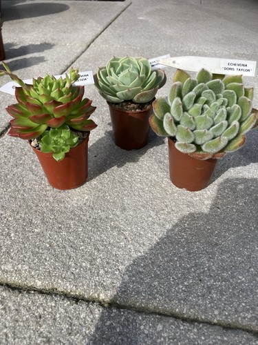 Succulent collection three - collection,
