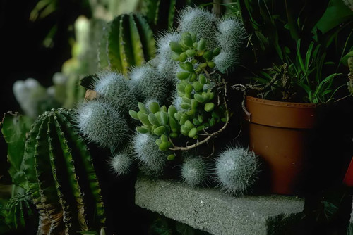 Cactus collection display - collection, a4
