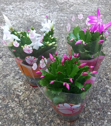 Christmas cactus - 2, x