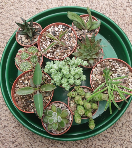 Succulent collection bundle - succulent, |