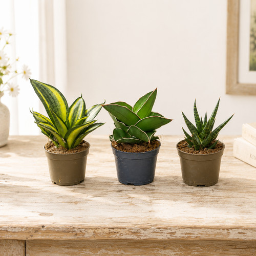 Mini snake plants - mini,