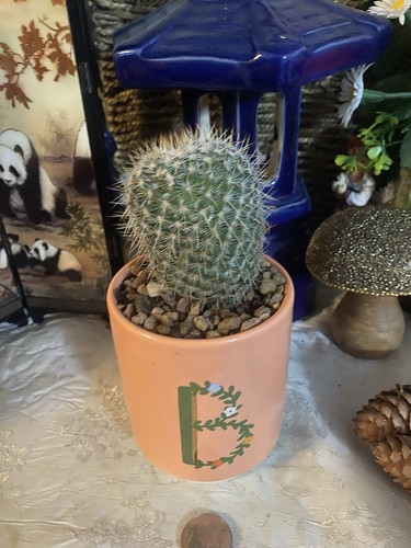 Cacti houseplant years old - 4,