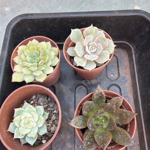 Mixed succulent collection - , of