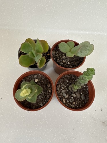Crassula succulents starter - succulents,