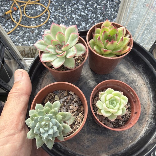 Mixed succulent collection - , of