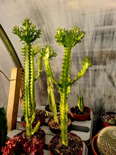 Euphorbia trigona variegated - euphorbia,