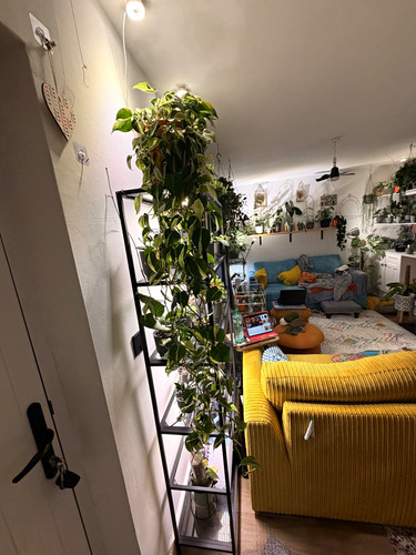 House plant collection
