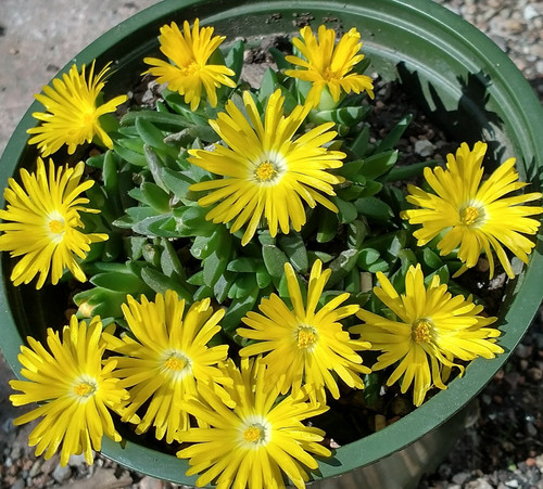 Delosperma collection - , d