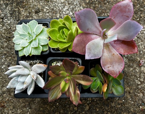 Echeveria succulent collection - succulent,