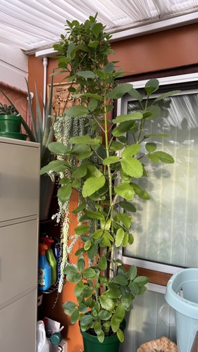 Leaf life miracle - leaf,
