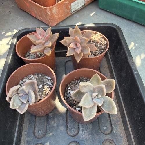 Mixed succulent collection - , of