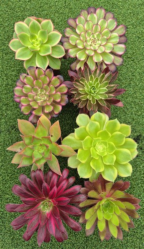 Aeonium collection 8x 6cm - -,