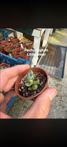 Mixed succulent any - , 5