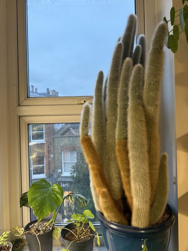 Large old potted - , silver