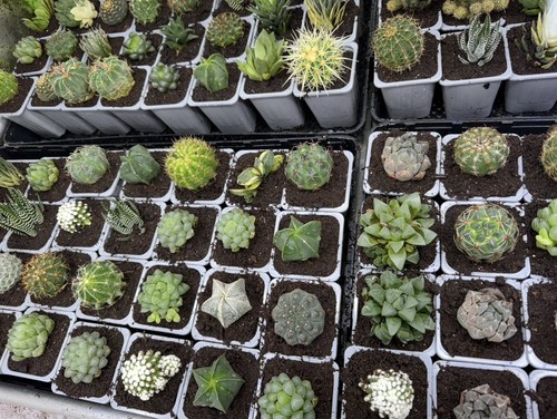 Different mixed cactus - 10,