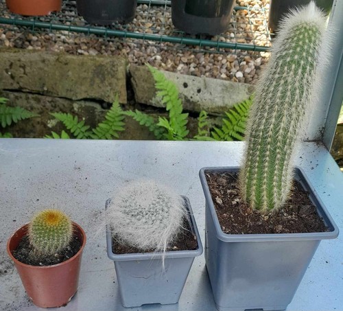 Assorted cactus plant - cactus,