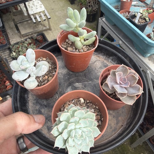 Mixed succulent collection - , of