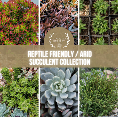 Reptile friendly succulent - reptile,