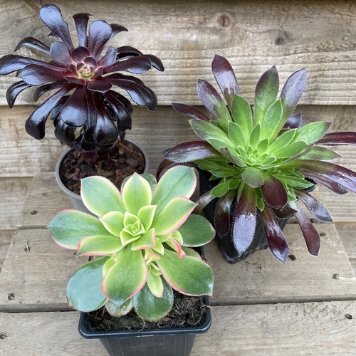 Aeonium collection 9cm - aeonium, 3