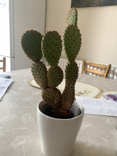 Cactus plant - cactus,