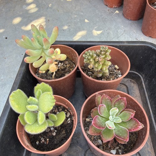 Mixed succulent collection - , of