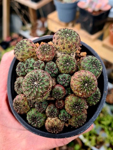 Sulcorebutia rauschii - sulcorebutia,