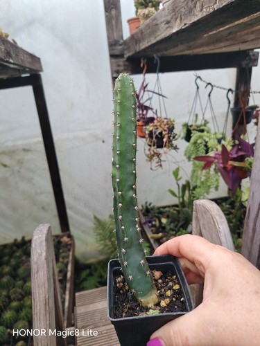 Harrison jusbertii cactus - harrison,