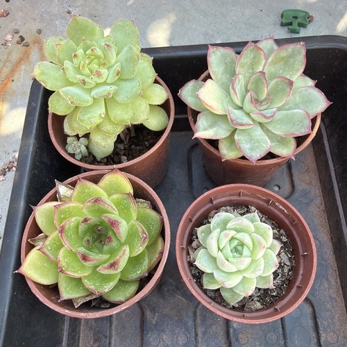 Mixed succulent collection - , of