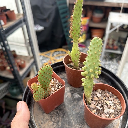 Cacti collection 6 cm - in,