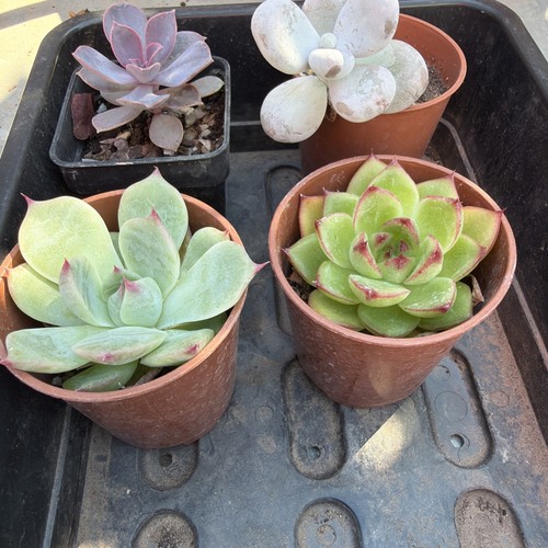 Mixed succulent collection - , of