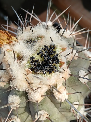 20x copiapoa cinerea - 20x, (hybrid)