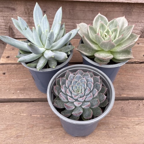 Echeveria hybrid collection - hybrid,