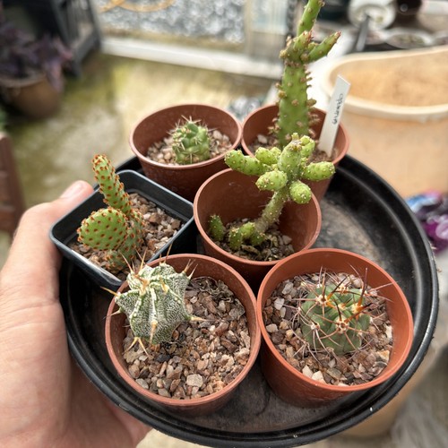 Cacti collection x6width 6 - in,