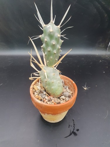 Cactus collection - cactus,