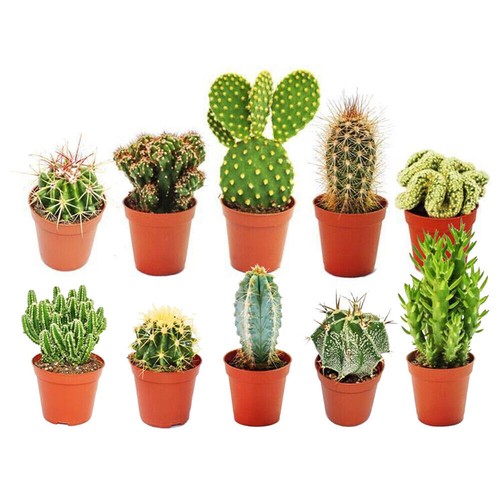 Different mixed cactus - 10,