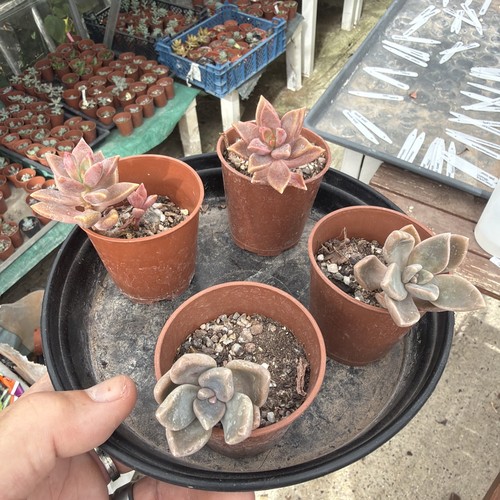 Mixed succulent collection - , of
