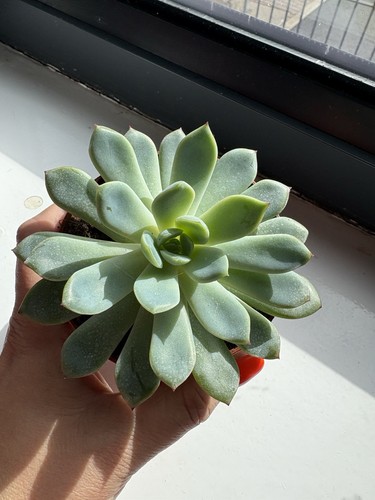 Echeveria succulents - succulents, my