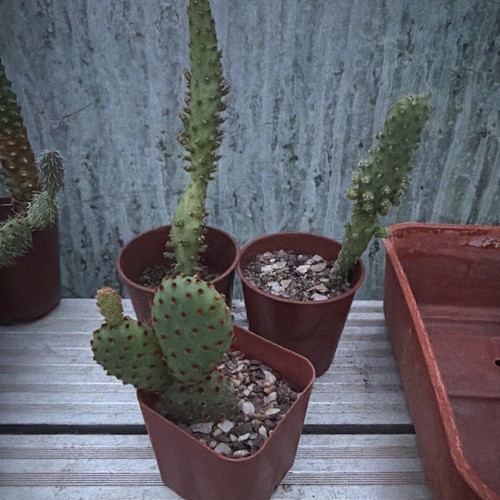 Cacti collection 6 - collection, 3
