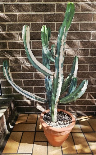 Extra large myrtillocactus - extra,