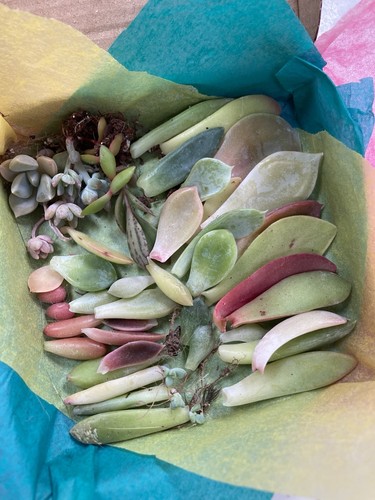 Succulent leaves bundle - 30,