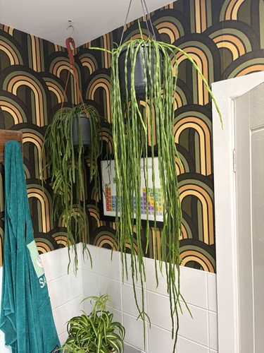 Rhipsalis jungle cactus - jungle,