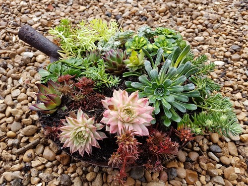 Succulent collection 10 x - succulent,